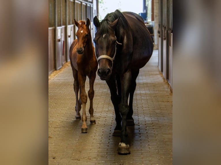 Hanoverian Mare 12 years 17,1 hh Bay-Dark in Potsdam