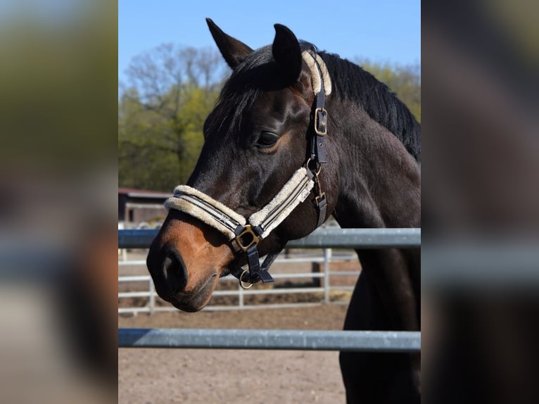 Hanoverian Mare 12 years 17,1 hh Bay-Dark in Potsdam