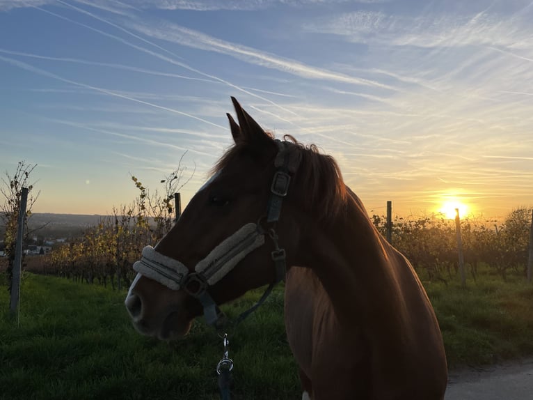 Hanoverian Mare 13 years 15,1 hh Chestnut-Red in Eltville am Rhein