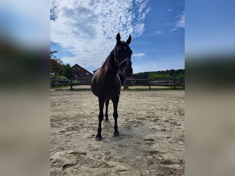 Hanoverian Mare 13 years 15,1 hh in Hattingen