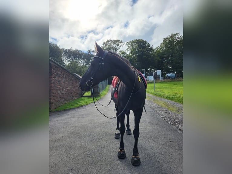 Hanoverian Mare 13 years 15,1 hh in Hattingen