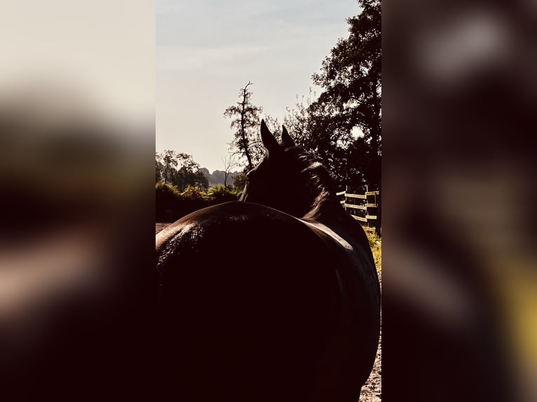 Hanoverian Mare 13 years 15,2 hh Bay-Dark in Stuhr