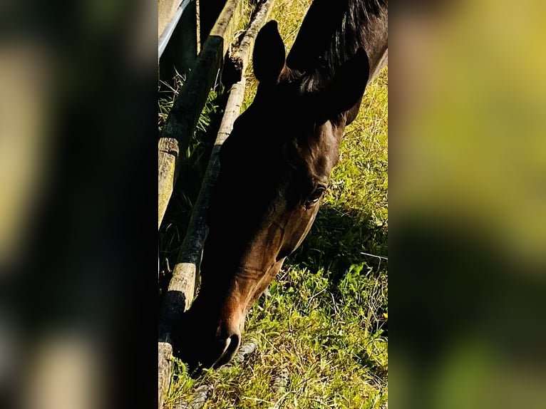 Hanoverian Mare 13 years 15,2 hh Bay-Dark in Stuhr