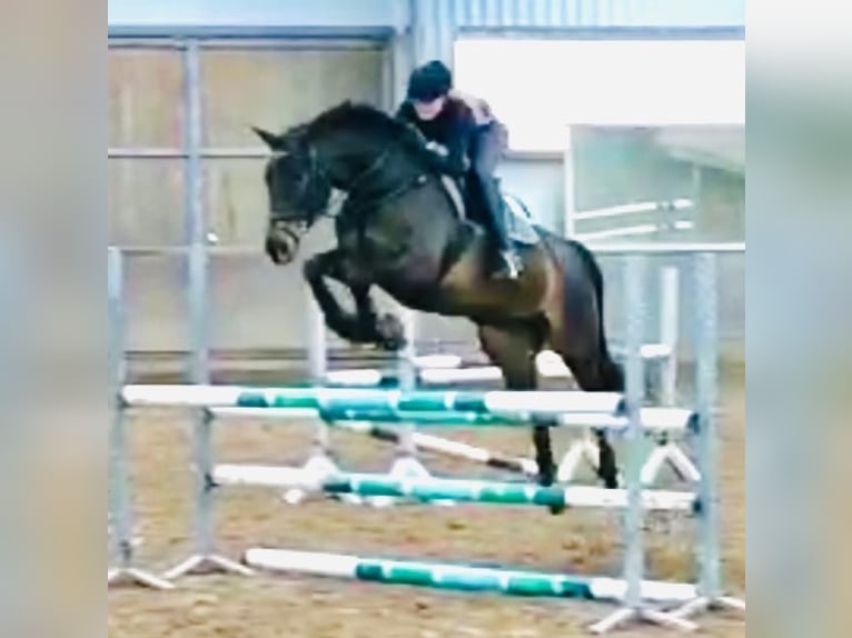 Hanoverian Mare 13 years 15,2 hh Bay-Dark in Stuhr