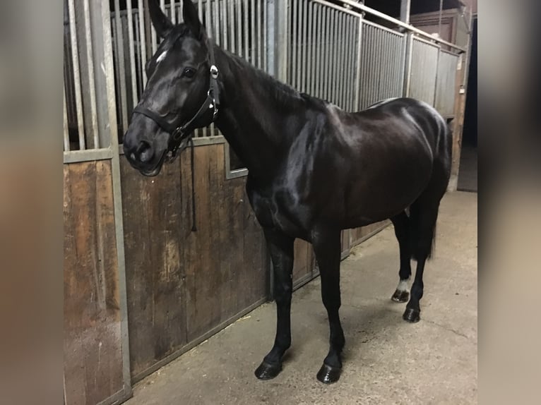 Hanoverian Mare 13 years 15,2 hh Black in Leonberg