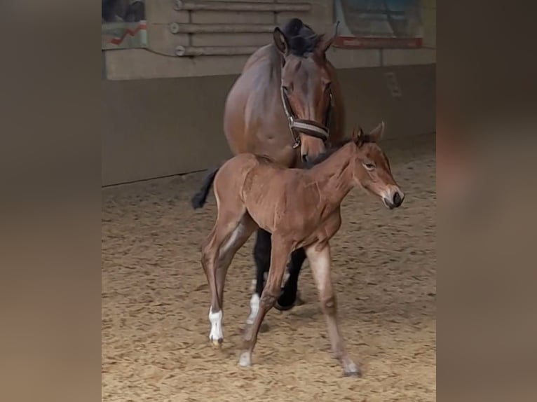 Hanoverian Mare 13 years 15,2 hh Brown in Datteln