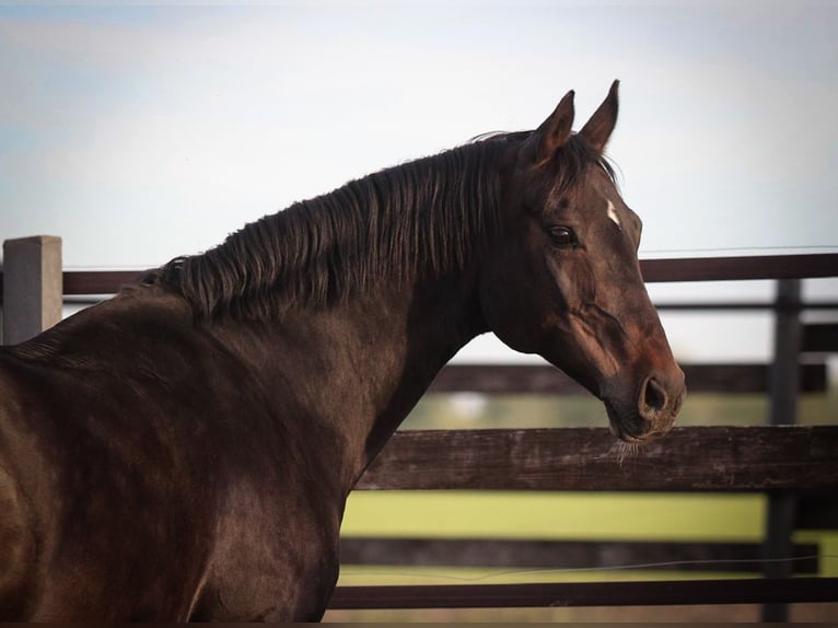Hanoverian Mare 13 years 15.2 hh Smoky-Black in Pastetten