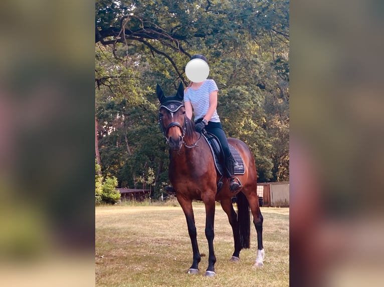 Hanoverian Mare 13 years 15 hh Bay-Dark in Petershagen