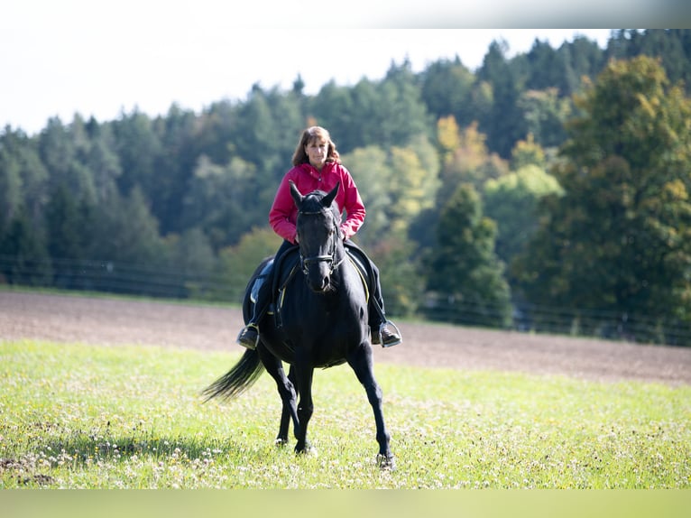 Hanoverian Mare 13 years 15,2 hh Black in Tr&#xF6;stau