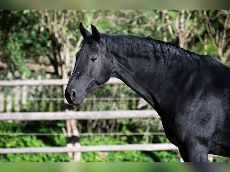 Hanoverian Mare 13 years 15,2 hh Black in Tr&#xF6;stau