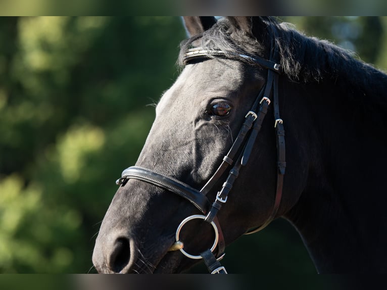 Hanoverian Mare 13 years 15,2 hh Black in Tr&#xF6;stau