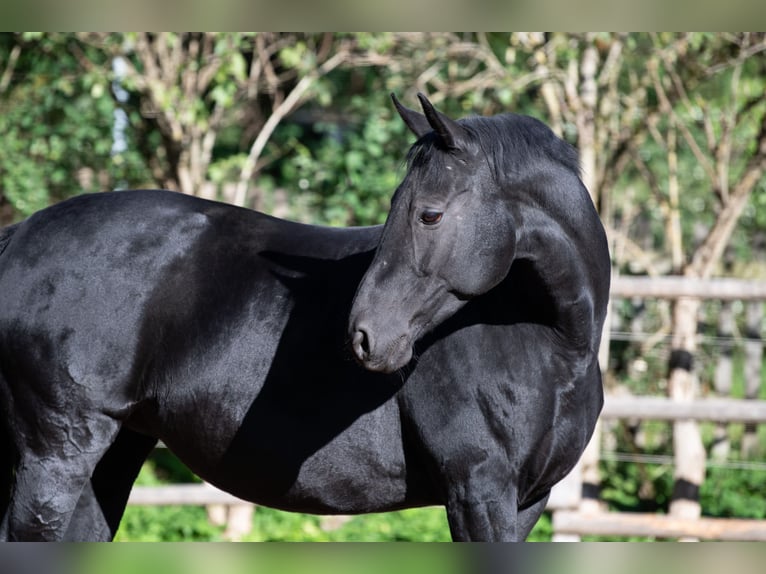 Hanoverian Mare 13 years 15,2 hh Black in Tr&#xF6;stau