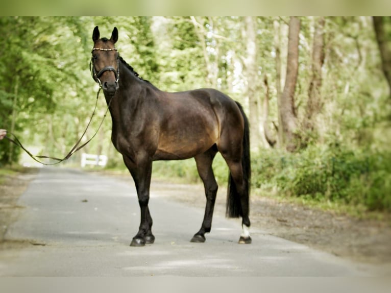 Hanoverian Mare 13 years 15,2 hh Brown in Schwanewede