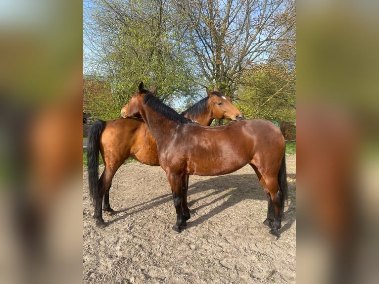 Hanoverian Mare 13 years 15,3 hh Brown in Zetel Neuenburg