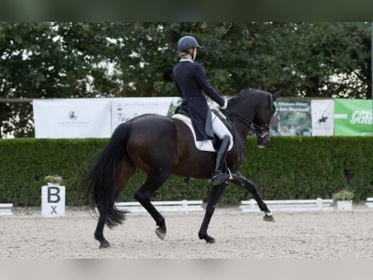 Hanoverian Mare 13 years 16,1 hh Bay-Dark in Willich