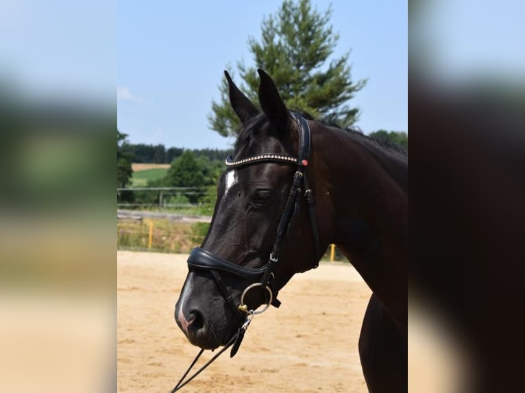 Hanoverian Mare 13 years 16.1 hh Black in Reichenbach