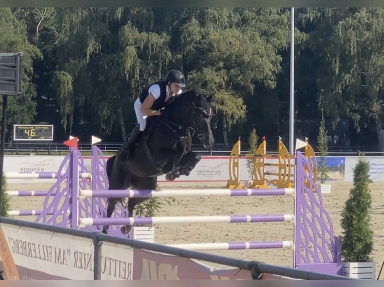 Hanoverian Mare 13 years 16.1 hh Black in Varel