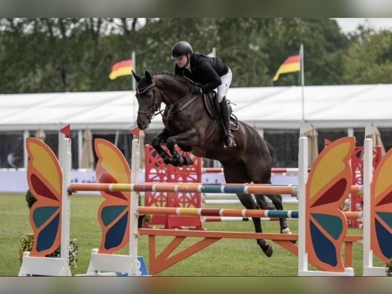 Hanoverian Mare 13 years 16.1 hh Black in Varel