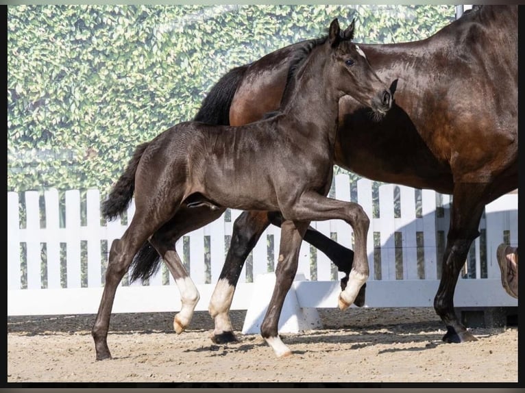 Hanoverian Mare 13 years 16.1 hh Brown in Lienen