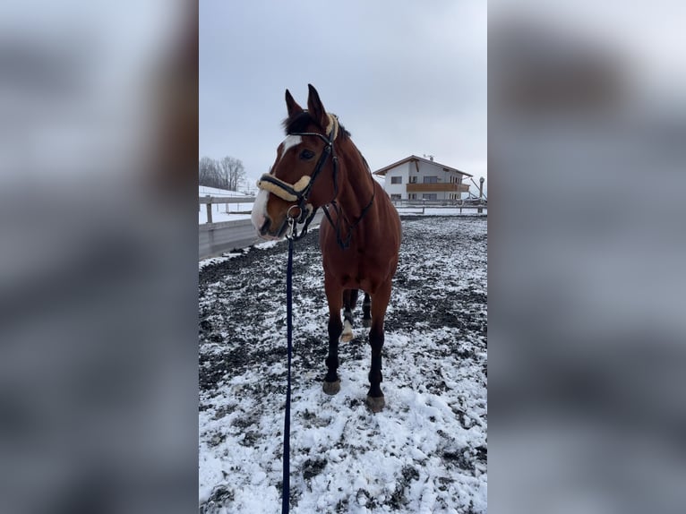 Hanoverian Mare 13 years 16,1 hh Brown in Sulzberg