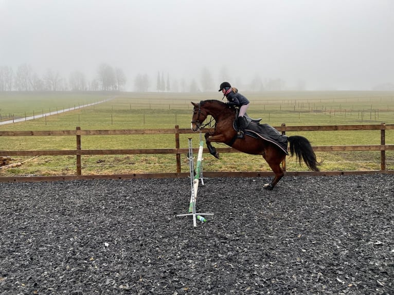 Hanoverian Mare 13 years 16,1 hh Brown in Sulzberg