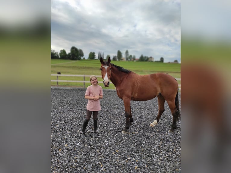 Hanoverian Mare 13 years 16,1 hh Brown in Sulzberg