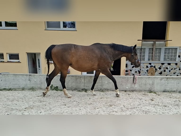 Hanoverian Mare 13 years 16.1 hh Brown in Groß-Umstadt