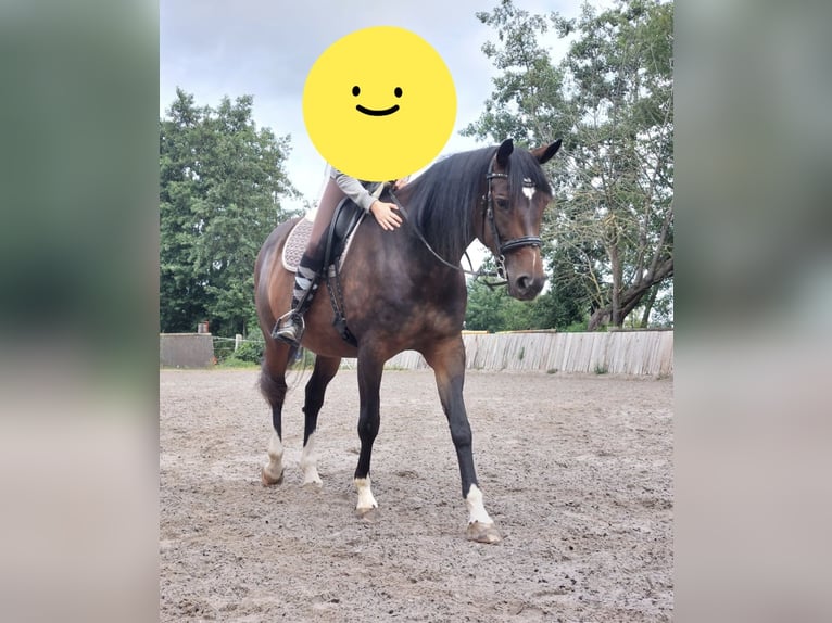 Hanoverian Mare 13 years 16.1 hh Brown in Groß-Umstadt