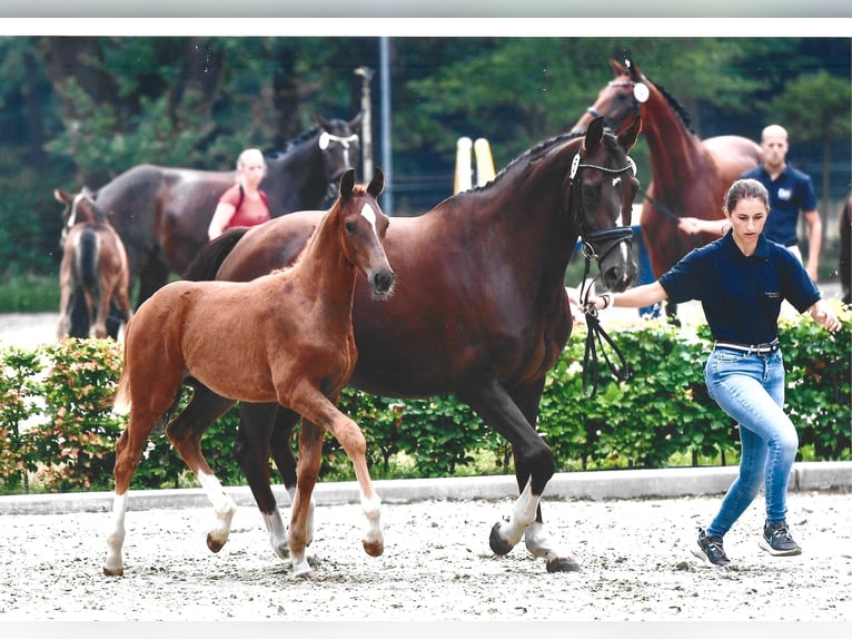 Hanoverian Mare 13 years 16,1 hh Chestnut in Ruiselede