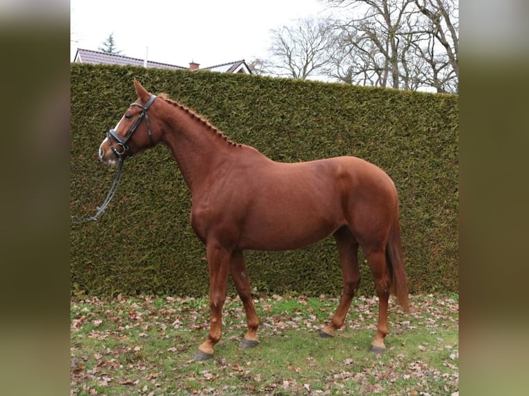 Hanoverian Mare 13 years 16,1 hh Chestnut-Red in Herzlake