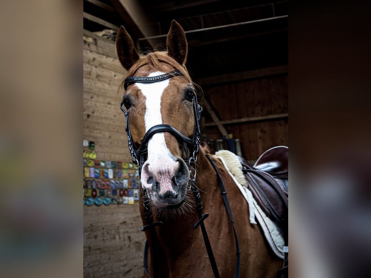 Hanoverian Mare 13 years 16,1 hh Chestnut-Red in Pelmberg