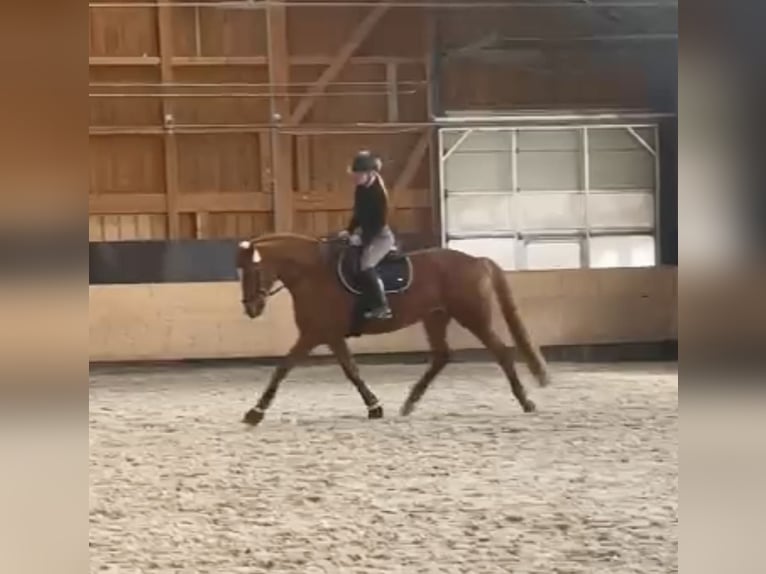 Hanoverian Mare 13 years 16,1 hh Chestnut-Red in Pelmberg