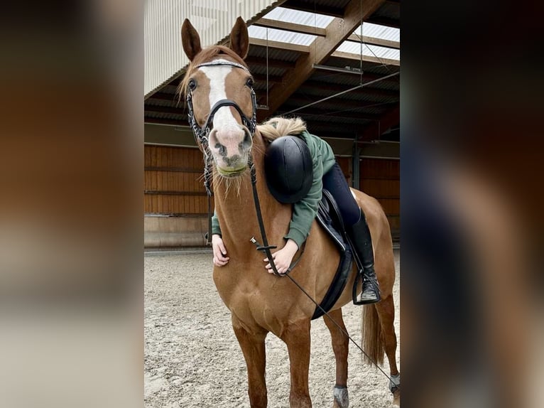 Hanoverian Mare 13 years 16,1 hh Chestnut-Red in Pelmberg