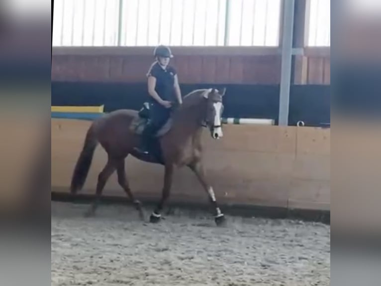 Hanoverian Mare 13 years 16,1 hh Chestnut-Red in Pelmberg