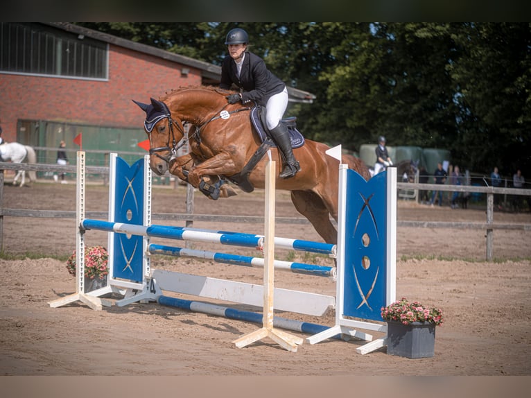 Hanoverian Mare 13 years 16.1 hh Chestnut-Red in Lastrup