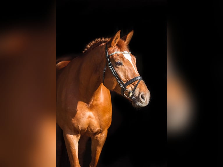 Hanoverian Mare 13 years 16.1 hh Chestnut-Red in Lastrup