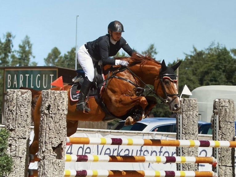Hanoverian Mare 13 years 16.1 hh Chestnut-Red in Langenau