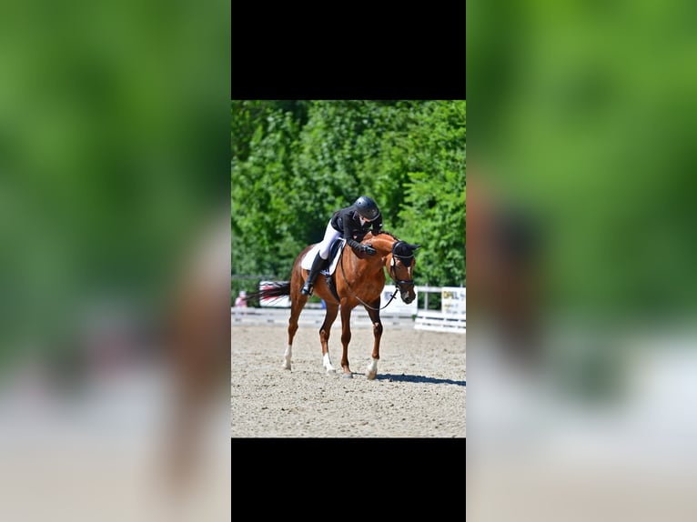 Hanoverian Mare 13 years 16.1 hh  in Ettiswil
