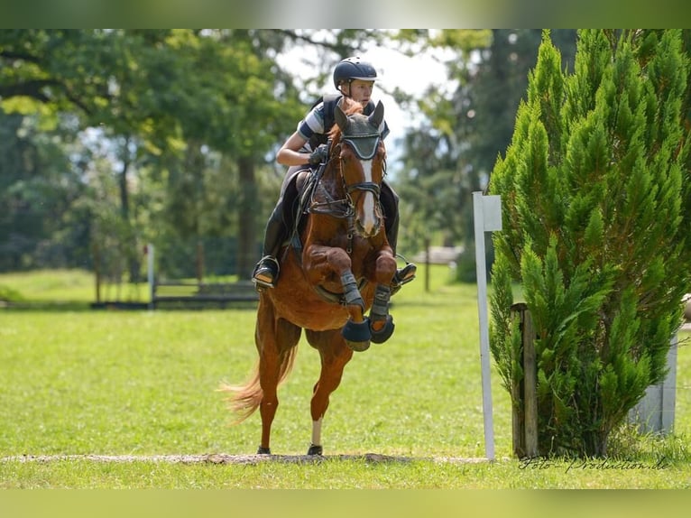 Hanoverian Mare 13 years 16,1 hh in Kaufbeuren