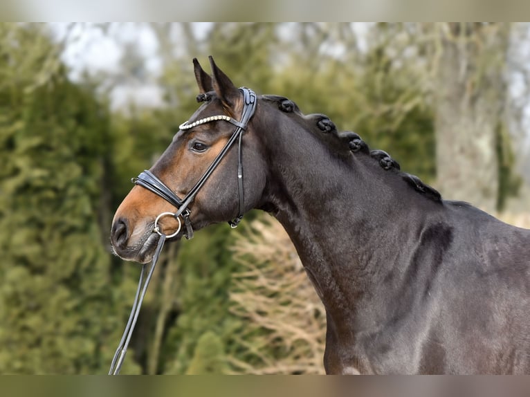 Hanoverian Mare 13 years 16,2 hh Bay-Dark in Freienwill