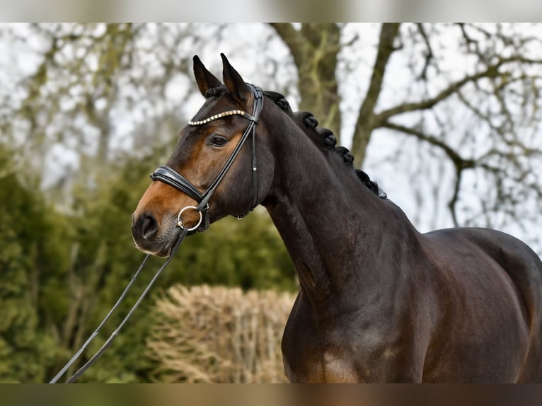 Hanoverian Mare 13 years 16,2 hh Bay-Dark in Freienwill