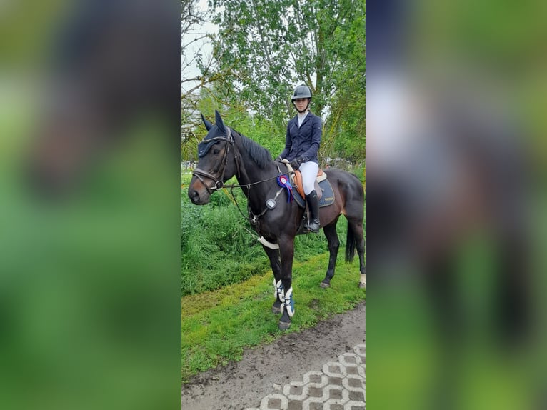 Hanoverian Mare 13 years 16.2 hh Bay-Dark in Könnern