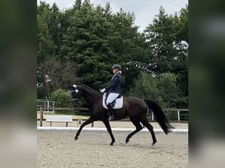 Hanoverian Mare 13 years 16,2 hh Black in Achim