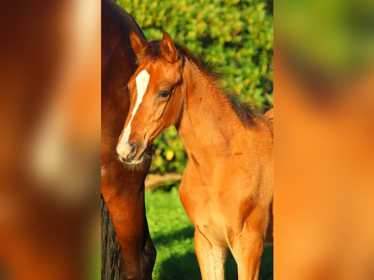 Hanoverian Mare 13 years 16,2 hh in Selsingen