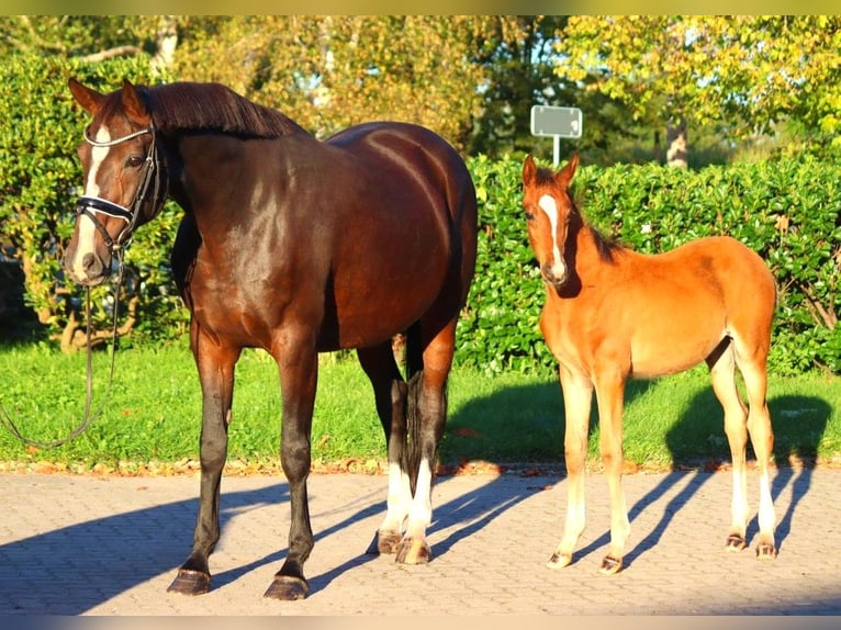 Hanoverian Mare 13 years 16,2 hh Brown in Selsingen