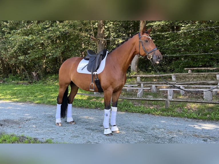 Hanoverian Mare 13 years 16,2 hh Brown in Hanau