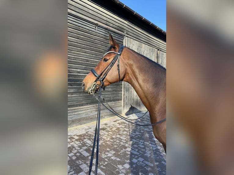 Hanoverian Mare 13 years 16,2 hh Brown in Hanau