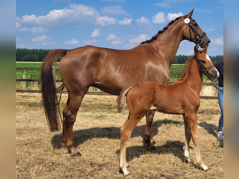 Hanoverian Mare 13 years 16,2 hh Chestnut in Scheeßel