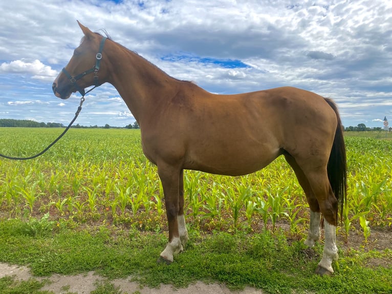 Hanoverian Mare 13 years 16,2 hh Chestnut-Red in Rhinow