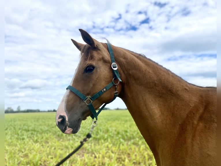 Hanoverian Mare 13 years 16,2 hh Chestnut-Red in Rhinow